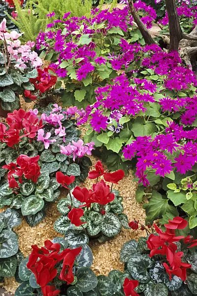 386018 - Cineraria (Pericallis Senetti Magenta) and Cyclamen