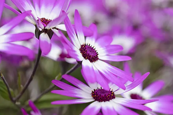 472037 - Cineraria (Pericallis Senetti Magenta Bicolor)