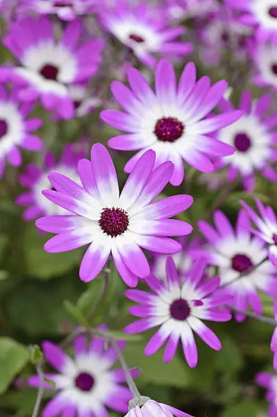 472038 - Cineraria (Pericallis Senetti Magenta Bicolor)