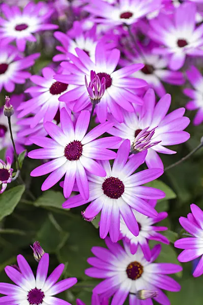 484103 - Cineraria (Pericallis Senetti Magenta Bicolor)