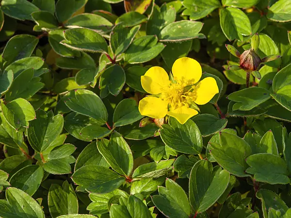 453017 - Cinquefoil (Potentilla ambigua)