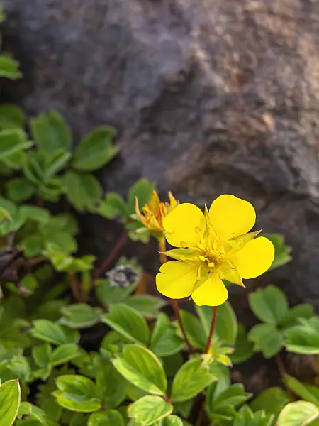 440257 - Cinquefoil (Potentilla cuneata)