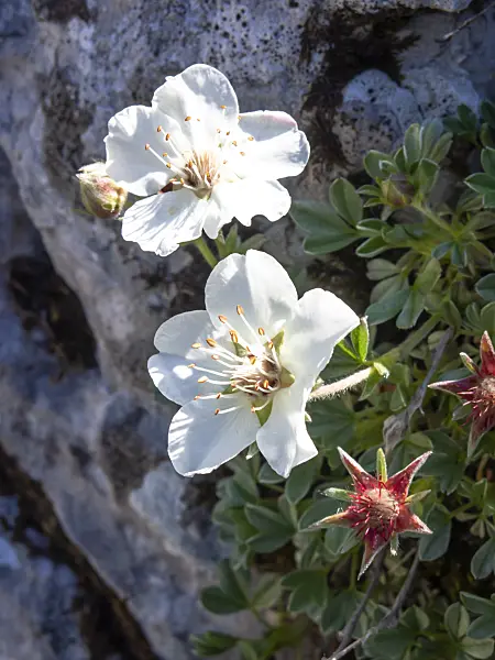 439346 - Cinquefoil (Potentilla nitida)