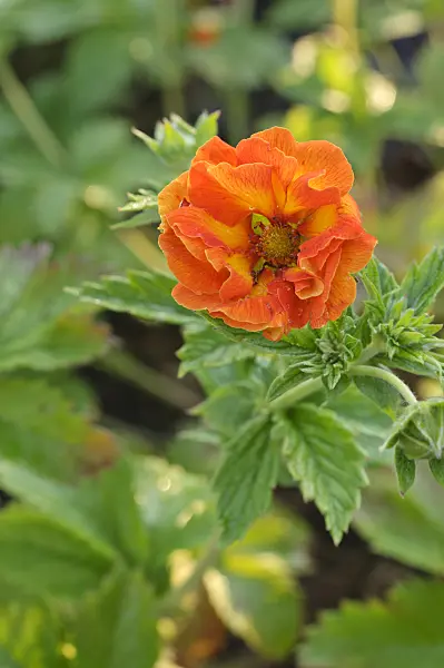 473153 - Cinquefoil (Potentilla William Rollison)