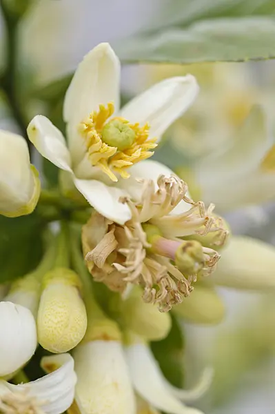 484088 - Citron (Citrus medica 'Maxima')