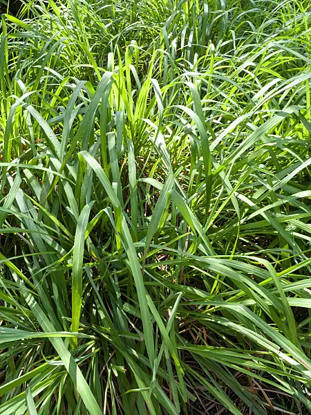 434175 - Citronella grass (Cymbopogon nardus)