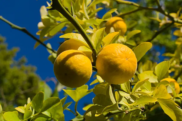 672006 - Citronnier épineux (Poncirus trifoliata)