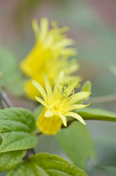 548096 - Citrus-yellow passion flower (Passiflora citrina)