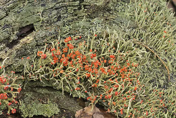 554023 - Cladonia with red fruits on a mossy rotten tree trunk