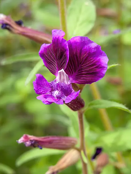 441021 - Clammy cuphea (Cuphea viscosissima)