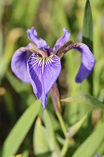472069 - Clarke's iris (Iris clarkei)