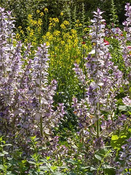 414177 - Clary sage (Salvia sclarea)