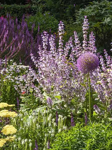 415007 - Clary sage (Salvia sclarea)