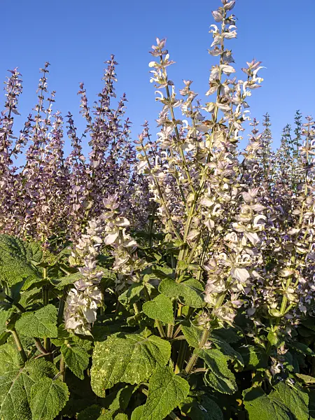 426329 - Clary sage (Salvia sclarea)
