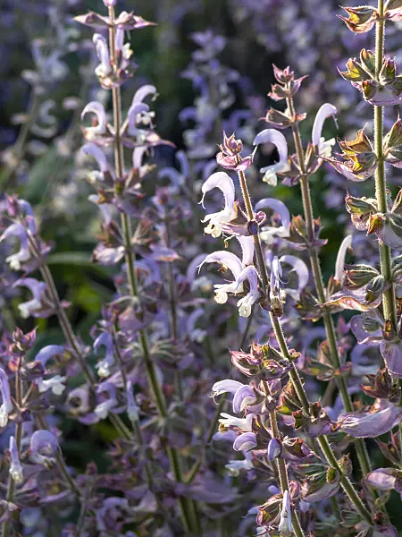 426330 - Clary sage (Salvia sclarea)