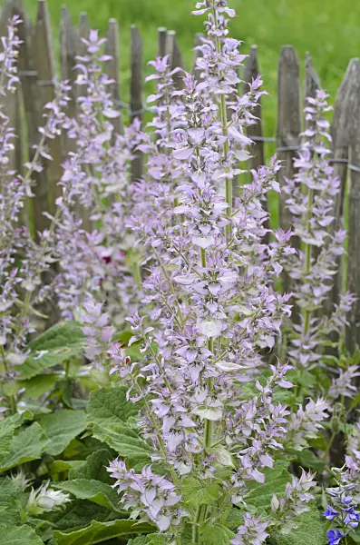 497118 - Clary sage (Salvia sclarea)