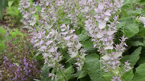 497144 - Clary sage (Salvia sclarea)