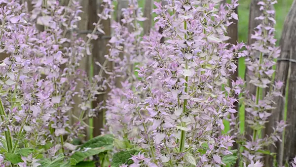 497145 - Clary sage (Salvia sclarea)