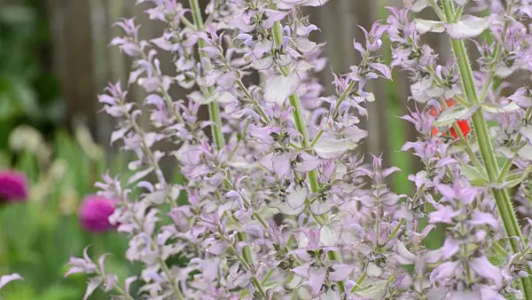 497146 - Clary sage (Salvia sclarea)