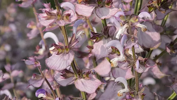 509231 - Clary sage (Salvia sclarea)