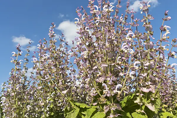 510009 - Clary sage (Salvia sclarea)