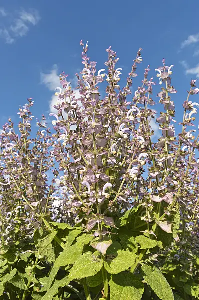 510010 - Clary sage (Salvia sclarea)
