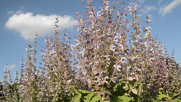 510014 - Clary sage (Salvia sclarea)