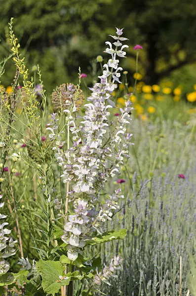 521135 - Clary sage (Salvia sclarea)