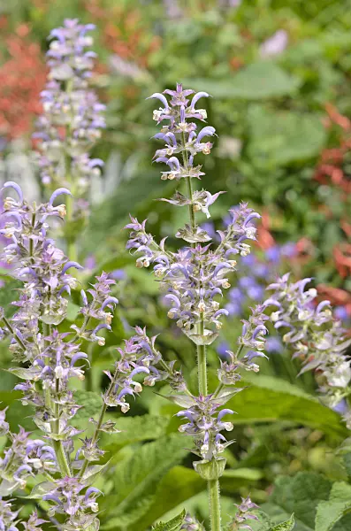 521304 - Clary sage (Salvia sclarea)