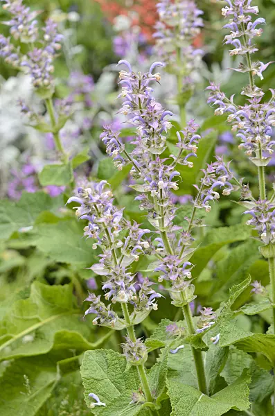 521305 - Clary sage (Salvia sclarea)