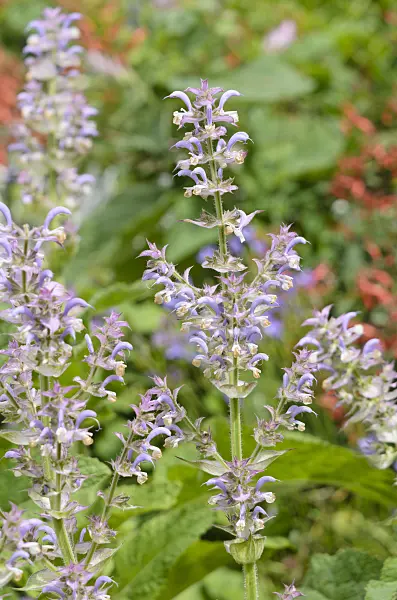 521306 - Clary sage (Salvia sclarea)