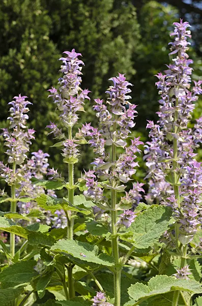 521496 - Clary sage (Salvia sclarea)