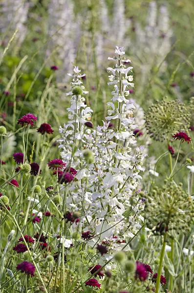 521137 - Clary sage (Salvia sclarea) and widow flowers (Knautia)