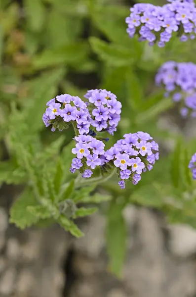 533026 - Clasping heliotrope (Heliotropium amplexicaule)
