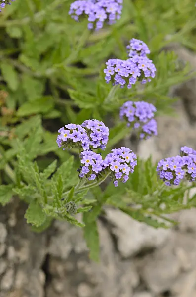 533027 - Clasping heliotrope (Heliotropium amplexicaule)