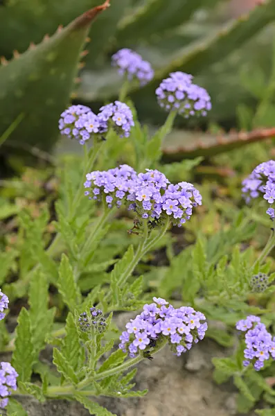 533028 - Clasping heliotrope (Heliotropium amplexicaule)