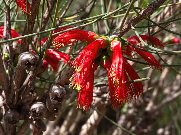 455297 - Claw flower (Calothamnus chrysantherus)