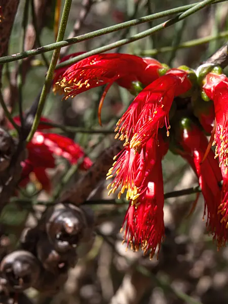 455298 - Claw flower (Calothamnus chrysantherus)