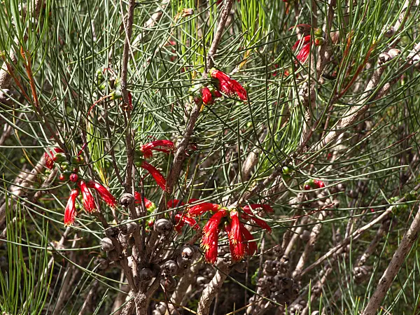455299 - Claw flower (Calothamnus chrysantherus)