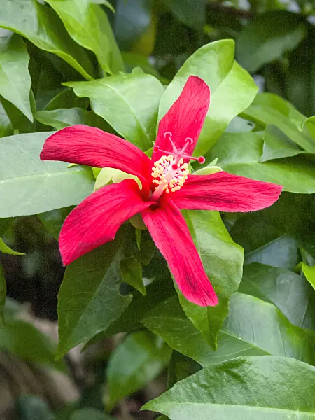 401203 - Clay's hibiscus (Hibiscus clayi)