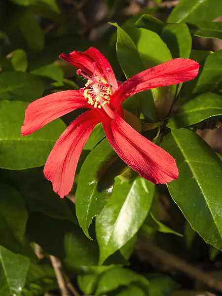 406058 - Clay's hibiscus (Hibiscus clayi)