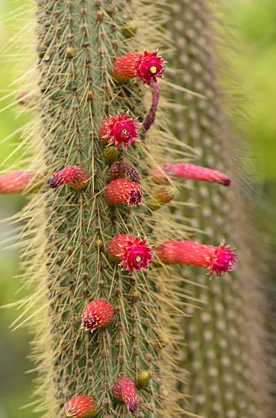 531096 - Cleistocactus baumannii