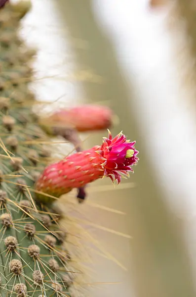 531097 - Cleistocactus baumannii