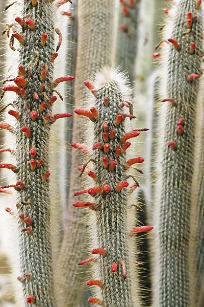 365028 - Cleistocactus hyalacanthus