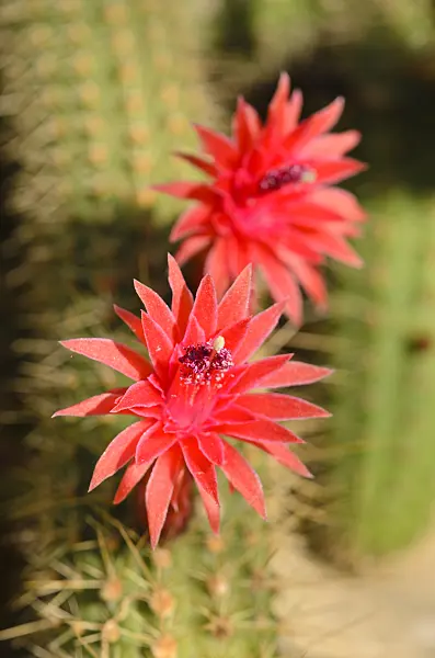 556036 - Cleistocactus samaipatanus