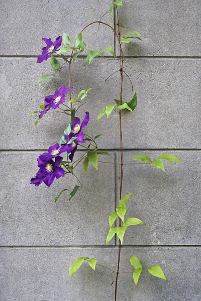 367039 - Clematis (Clematis)