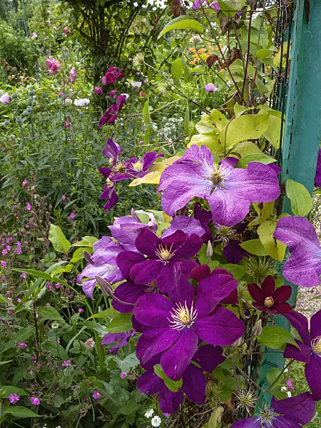 402171 - Clematis (Clematis)