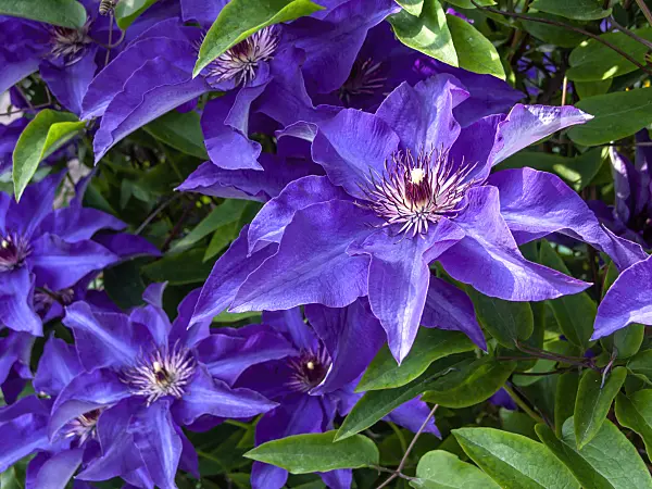 426118 - Clematis (Clematis)