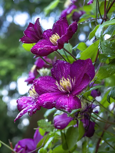 427155 - Clematis (Clematis)