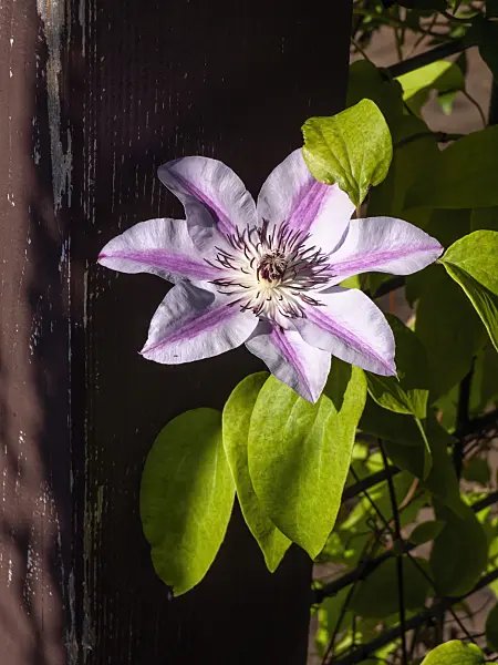 462032 - Clematis (Clematis)